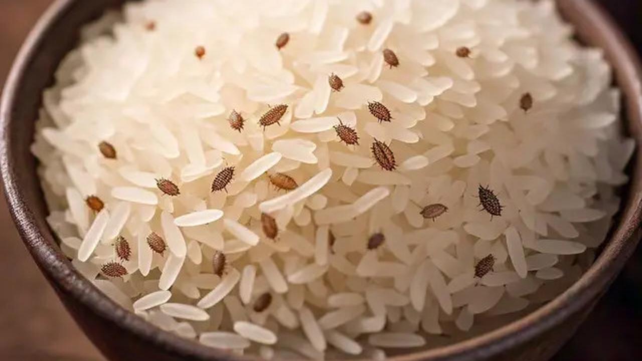 Rahasia Ampuh Mengusir Kutu Beras dengan Bahan Dapur Sederhana
