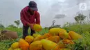 Petani memanen buah timun suri di lahan garapan kawasan Mampang, Depok, Jawa Barat, Selasa (12/3/2024). (merdeka.com/Arie Basuki)