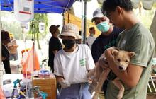 Gawat, Kasus Rabies di NTT Merebak Hingga Timor Leste