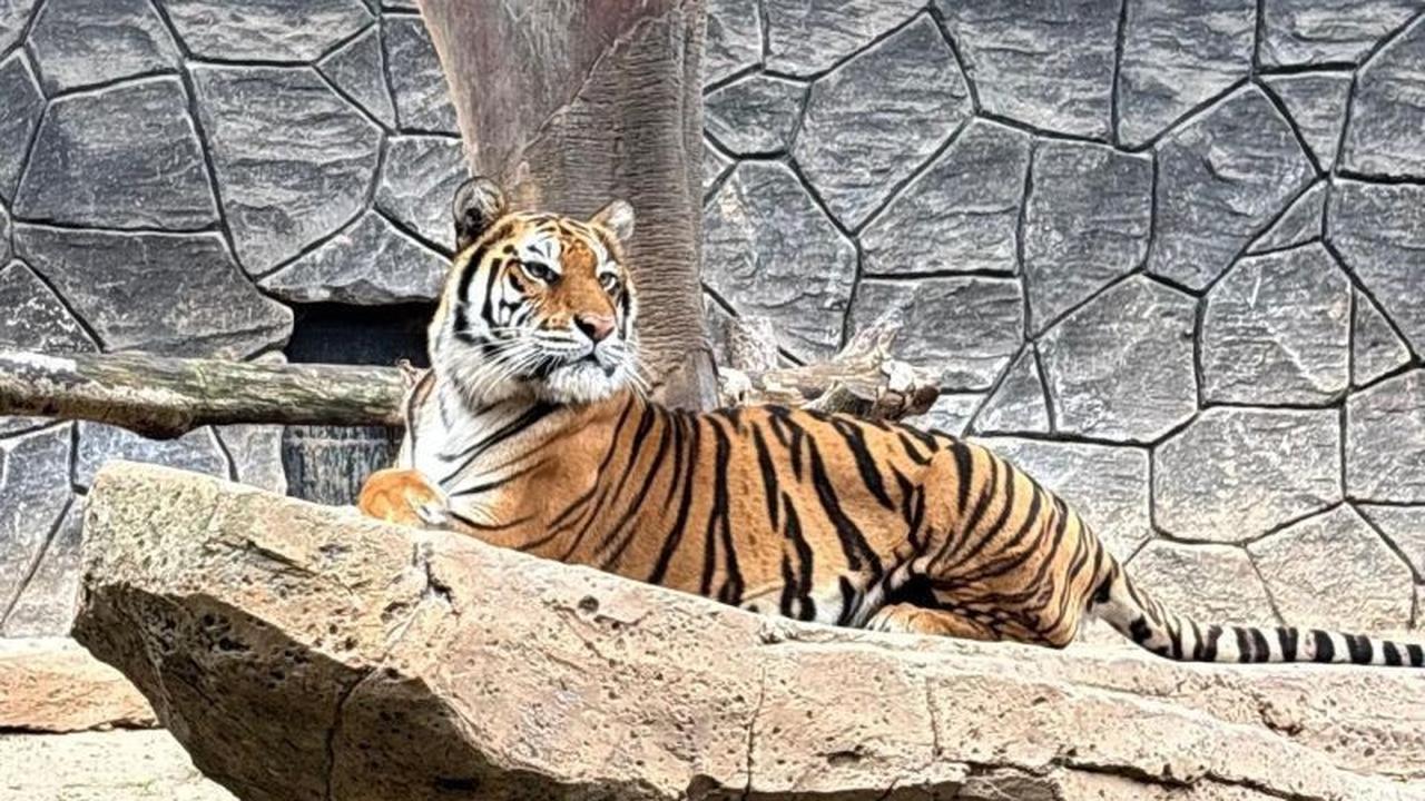 DPRD Jabar Panggil BBKSDA dan Dinas Kehutanan Pasca Kematian Harimau Bandung Zoo