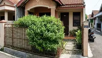 12 Tanaman yang Cocok untuk Pagar Hidup Sekaligus Pengusir Nyamuk, Alternatif Alami