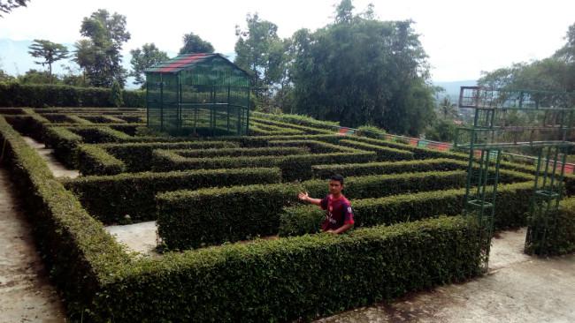 Pagi Yang Indah Bersama Domba Garut Regional Liputan6 Com