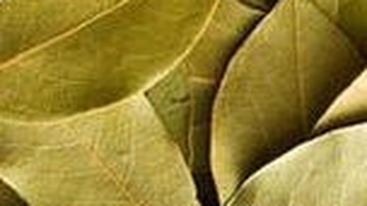 15 Daun Aromatik Bikin Masakan Jadi Wangi dan Bikin Lezat