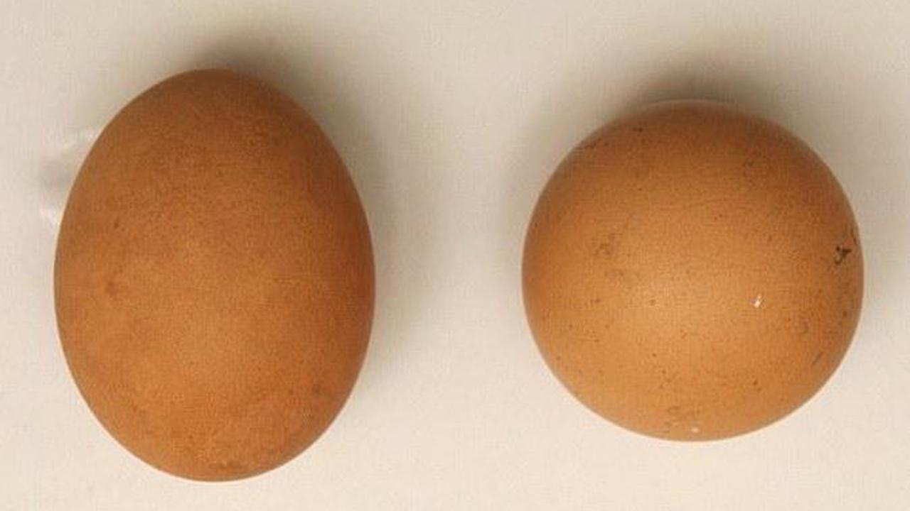 Telur Bulat yang Laku Terjual Rp 10 Juta