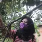 Seorang pengunjung sedang memetik buah jeruk bali langsung dari kebunnya di Dusun Nglamping, Desa Bogorejo, Kecamatan Bogorejo. (Liputan6.com/ Ahmad Adirin)