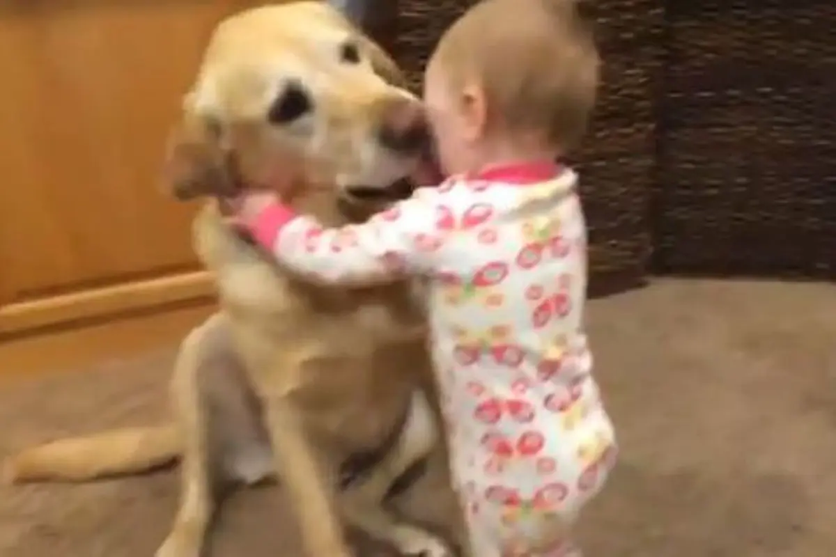 Video Ini Buktikan Anjing Adalah Sahabat Bayi