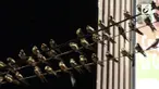 Ribuan burung bernama latin Hirundo Rustica bermigrasi ke Solo. Mereka akan berada di Solo hingga Maret mendatang.