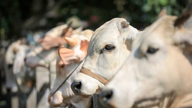 Ilustrasi hewan kurban (Istimewa)