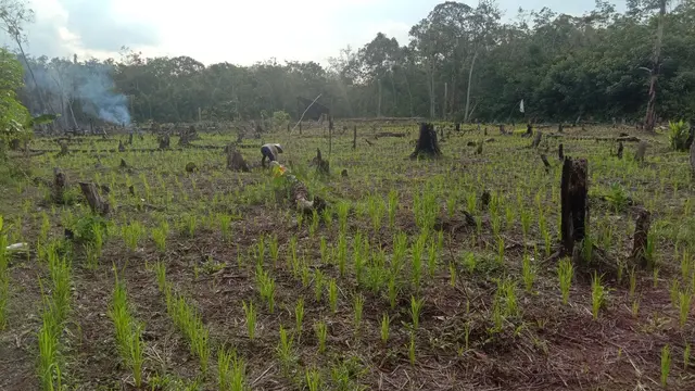 Lahan milik Alim, peladang senior di Desa Sungai Enau.(Foto: Liputan6.com/Aceng Mukaram)