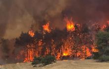 Dua Negara Eropa Ini Tolak Bantu Israel Padamkan Kebakaran Hutan, Ternyata Ini Alasannya