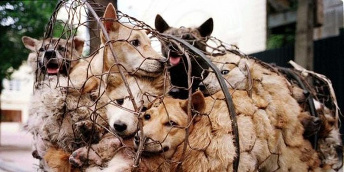 Festival makan anjing dan kucing di China