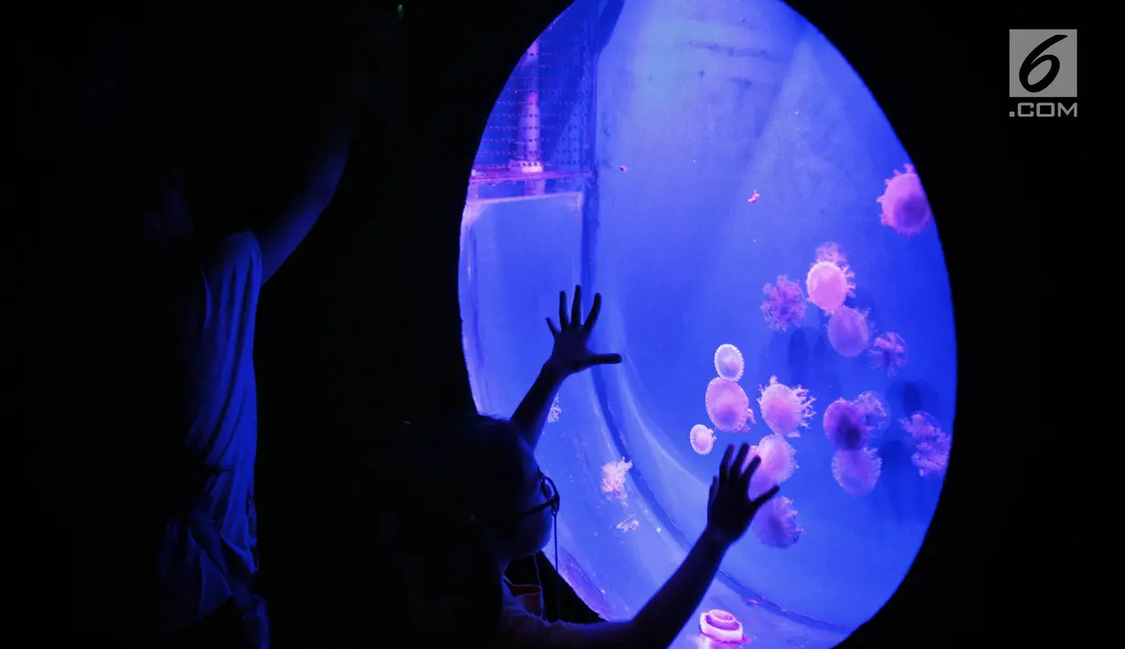 Pengunjung melihat ubur-ubur di Wahana Jellyfish Sphere di SeaWorld Ancol, Jakarta, Selasa (25/12). Sea World menjadi tempat wisata alternatif warga menghabiskan libur Natal 2018. (Liputan6.com/Faizal Fanani)