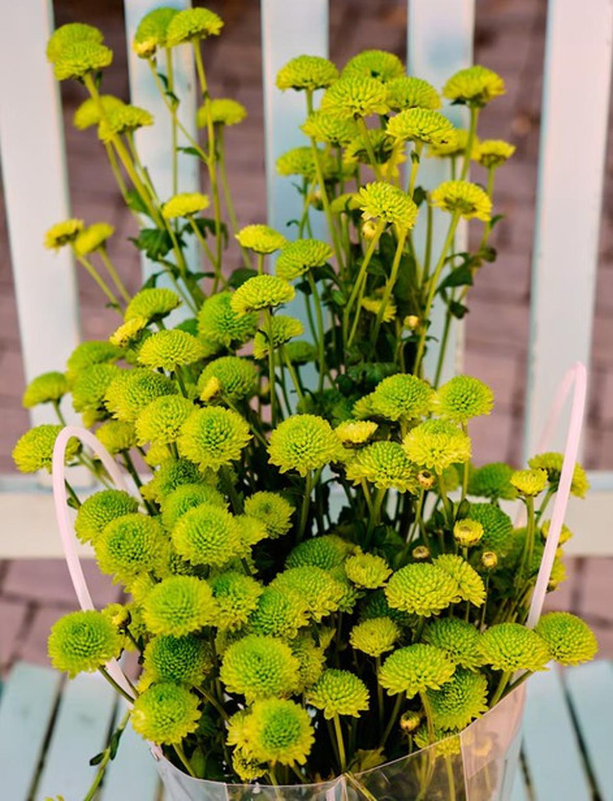 Green Chrysanthemum