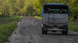 Sebuah truk melaju pada jalan yang penuh dengan kepiting setelah mereka bertelur di laut, Giron, Kuba, Minggu, 10 April 2022. Migrasi kepiting tahunan menyebabkan kekhawatiran bagi pengemudi dan mengganggu penduduk, tetapi menarik perhatian wisatawan. (AP Photo/Ramon Espinosa)