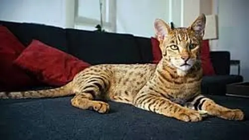 Kucing ashera sales