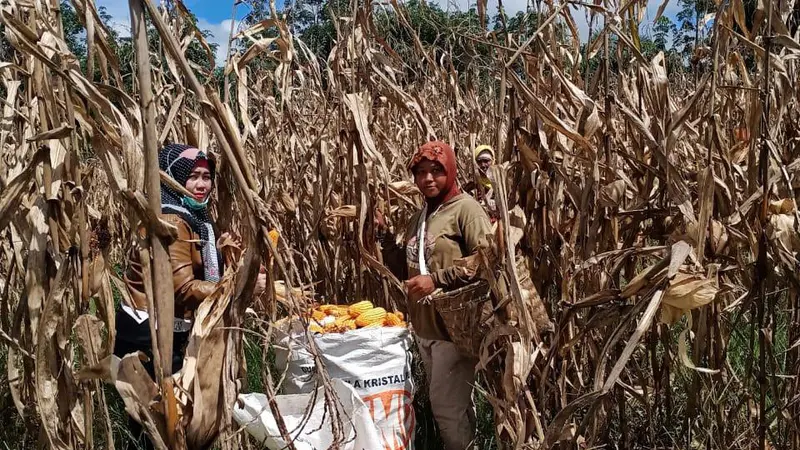 Di Tengah Wabah Covid-19, Petani Oku Selatan Siap Panen Raya