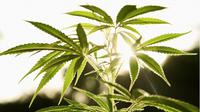 Tak bisa dipungkiri, ganja telah mengalami bentuk pemberitaan yang tidak objektif dan cenderung negatif.