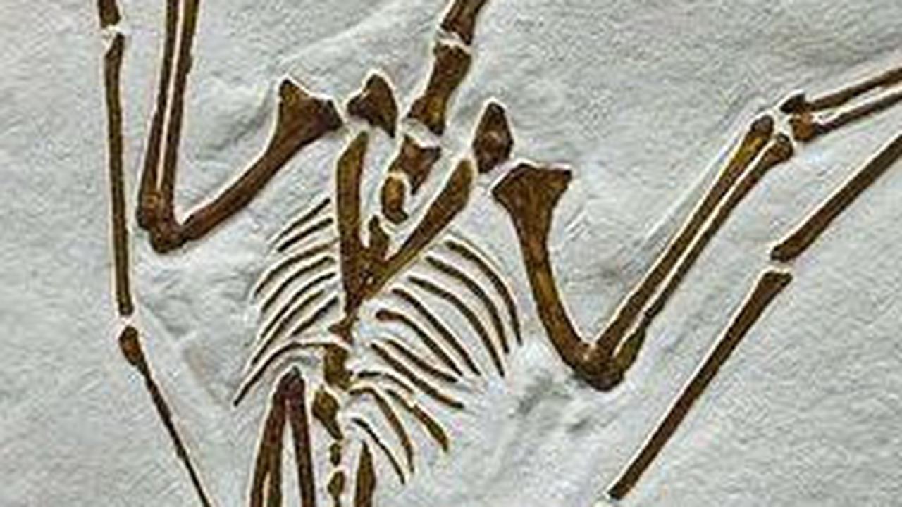 Spesies Baru Pterosaurus Tanpa Gigi Ditemukan di China