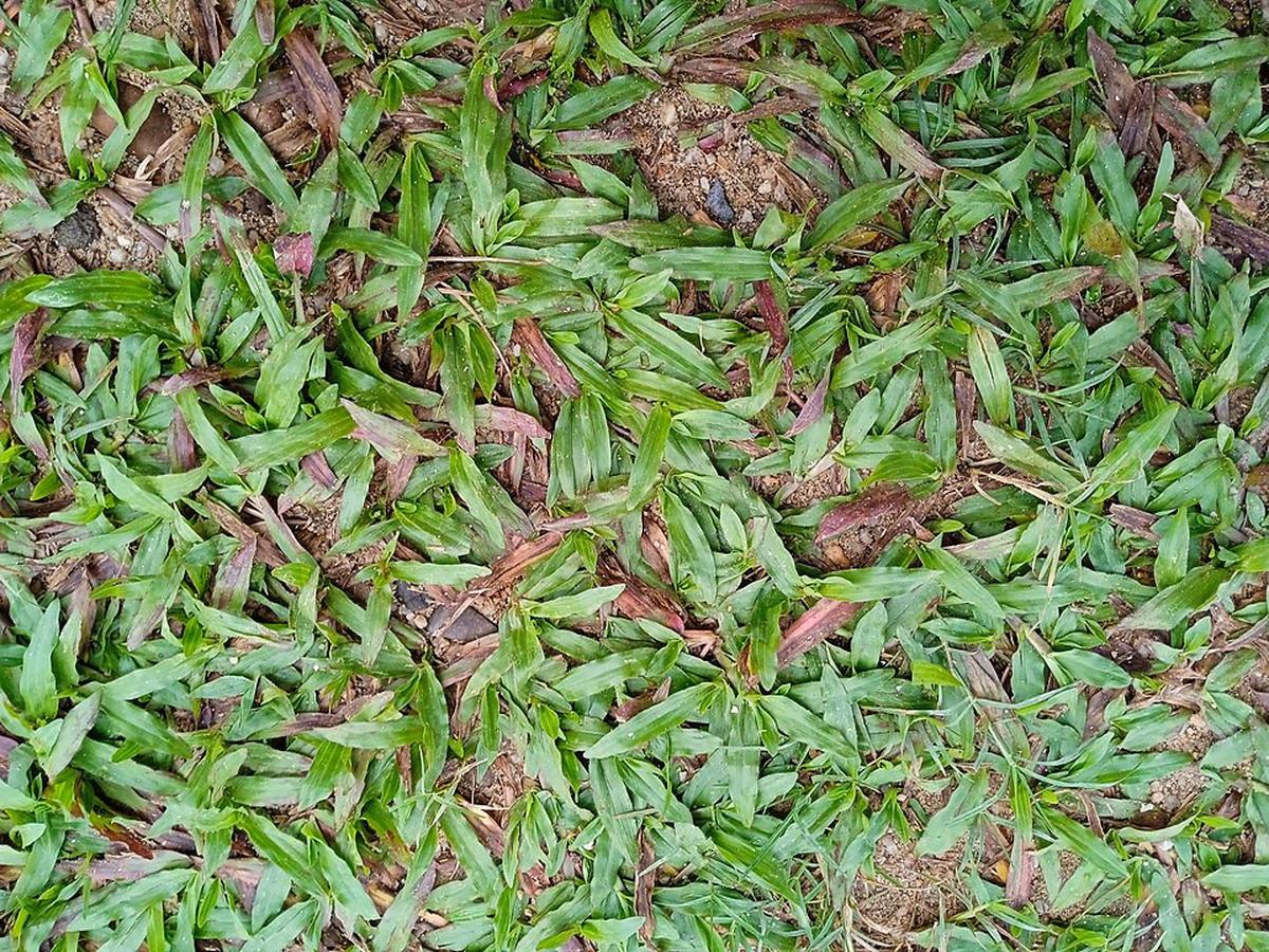 Rumput Gajah Mini