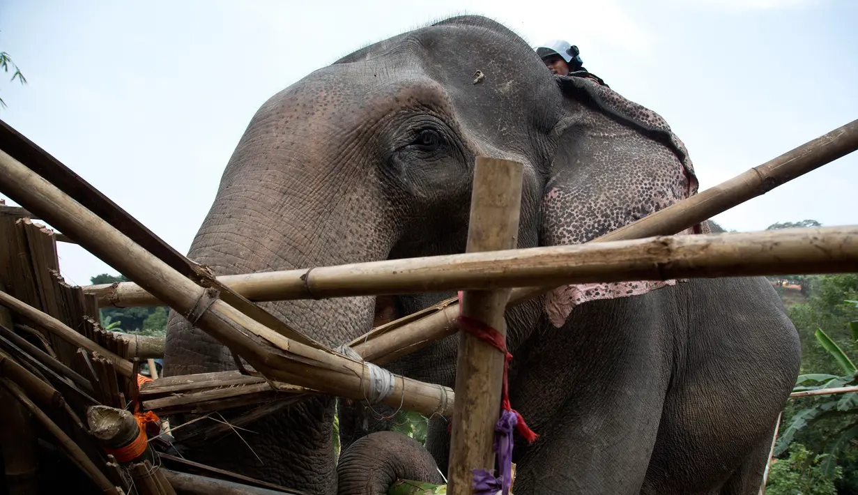 Seekor gajah menghancurkan rumah saat penggusuran di Suaka Margasatwa Amchang, Assam, India (27/11). Pasukan gajah ini diterjunkan untuk merobohkan rumah ilegal yang berada di kawasan hutan lindung. (AP Photo/Anupam Nath)
