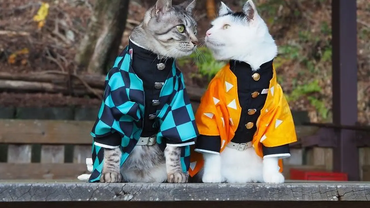 6 Potret Lucu Kucing Cosplay Anime Ini Bikin Ngakak