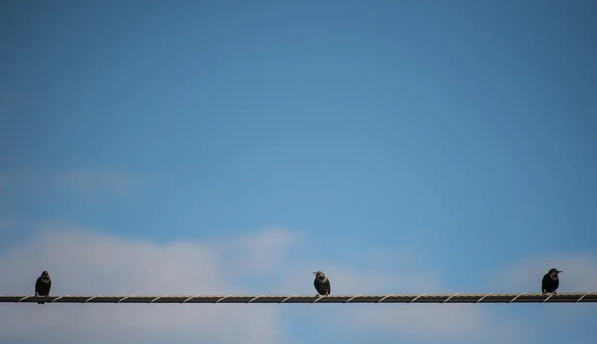 Tiga ekor burung duduk di kabel listrik di Washington, DC, pada tanggal (03/12/2016). (AFP PHOTO/NICHOLAS KAMM)