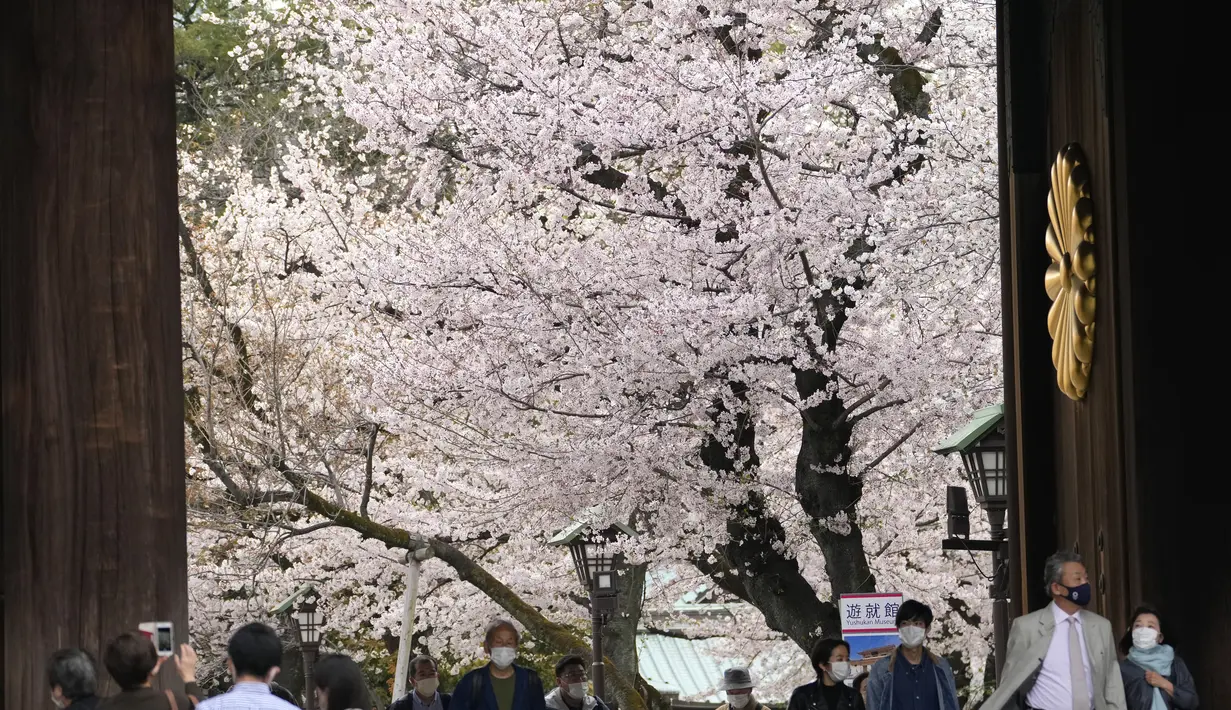 Pengunjung berjalan-jalan di bawah bunga sakura yang mekar penuh di kuil shinto di Tokyo, Kamis (31/3/2022). (AP Photo/Shuji Kajiyama)