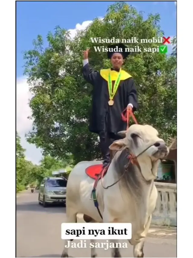 Viral Mahasiswa Bawa Sapi saat Rayakan Wisuda, Dinaiki Hingga Bikin Heboh