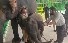 Gandeng Vantara India, Kemenhut Genjot Revitalisasi Rumah Sakit Gajah Sumatera