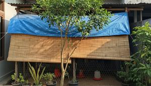 Posisi Kandang Ayam yang Tidak Kena Panas Langsung. (Foto: AI)