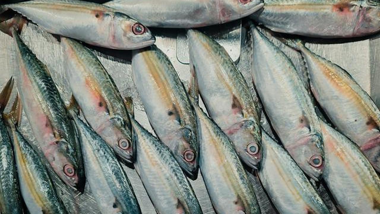 Cara Memfilet Ikan Sendiri di Rumah Supaya Hasilnya Rapi dan Bersih