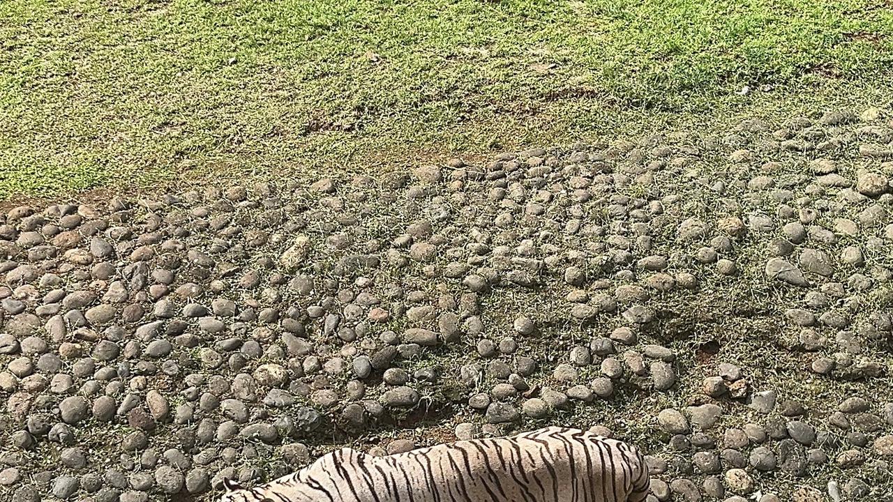 Harimau di Ragunan