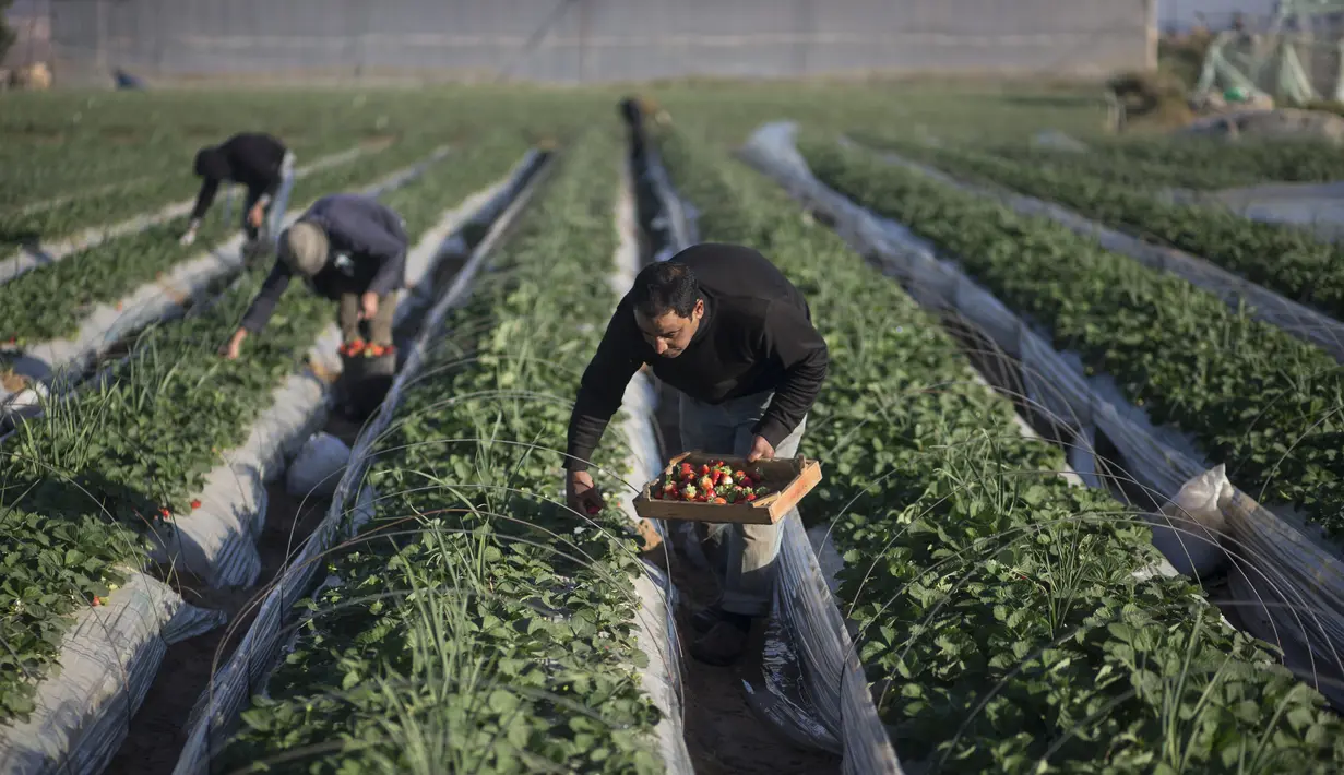 Seorang petani Palestina memetik buah stroberi saat panen di sebuah lapangan di Beit Lahia, Jalur Gaza, 4 Desember 2016. Menanam stroberi menjadi andalan warga Palestina untuk bertahan di tengah bombardir Israel. (MAHMUD HAMS/AFP)