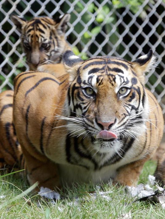 FOTO Rayakan World Day Tiger Bali Zoo Kenalkan 3 Anak 