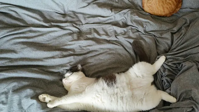 Alasan Kucing Meregangkan Tubuh Saat Melihat Orang