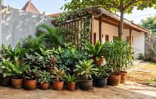 10 Cara Mencegah Tanaman Pot Cepat Kering Saat Musim Kemarau, Rahasia Tukang Kebun Profesional