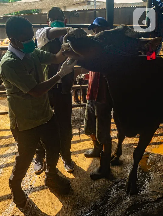 Diantaranya yakni kesehatan mata, bulu, mulut, gigi, termasuk lendir dari hidung hewan kurban itu sendiri. (merdeka.com/Arie Basuki)