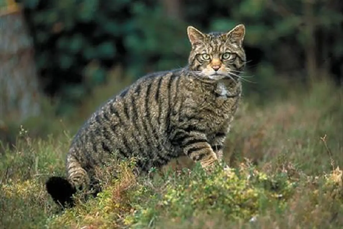 [Bintang] Kucing