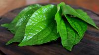 Daun sirih. (via: pedulisehat.info)