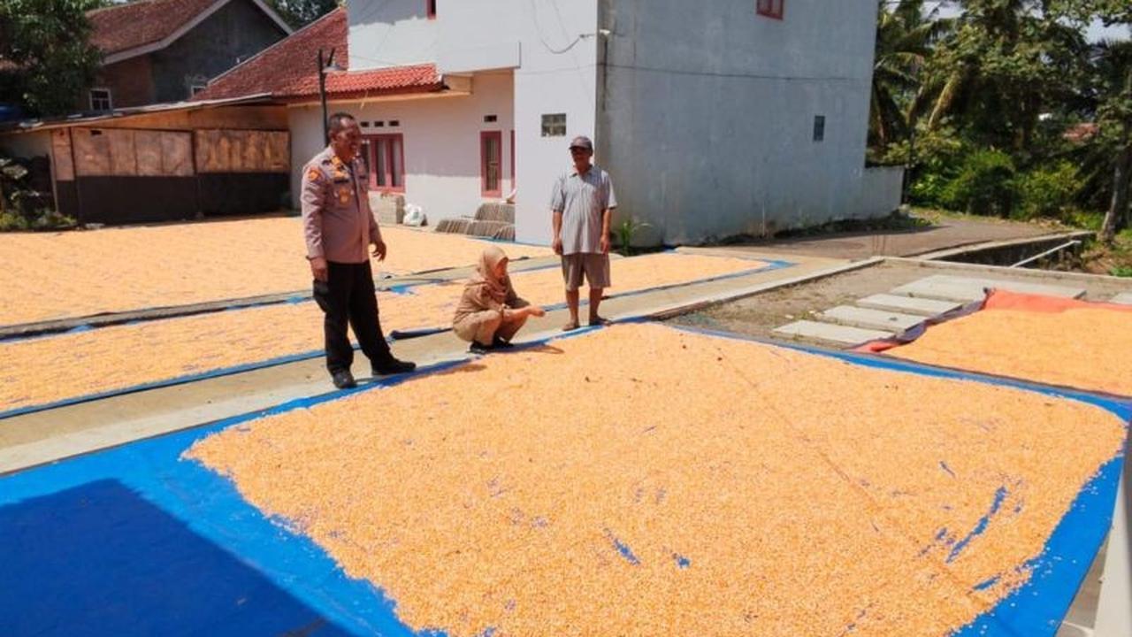 Polres Garut Sukses Dukung Swasembada Pangan, Hasil Panen Jagung Capai 326 Ton