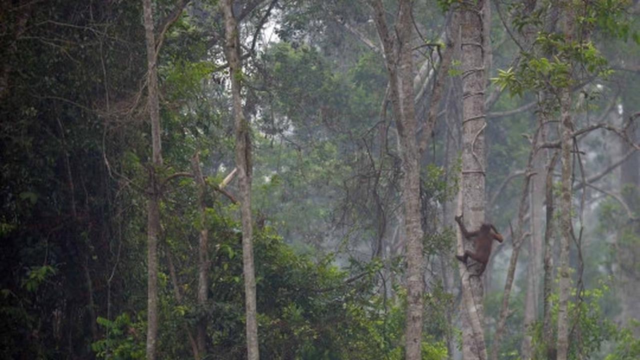 Menengok bayi orang utan selamat dari kebakaran hutan Palangkaraya