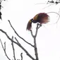 Burung Cenderawasih (Foto: FFI-IP)
