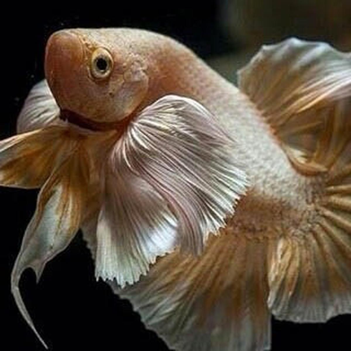 Jenis Ikan Cupang Big Ear