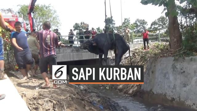 Seekor sapi kurban kabur saat akan dipotong. Sapi kabur dan masuk ke dalam sungai. Petugas Damkar Surabaya mengevakuasi sapi menggunakan crane. Usai evakuasi panitia kurban langsung memotong sapi di tempat.