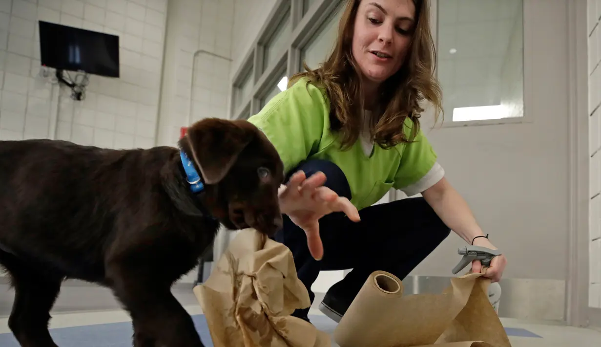 Narapidana Caitlin Hyland membersihkan kencing anak anjing di lantai Penjara Merrimack County, Boscawen, New Hampshire, AS, Selasa (8/1). Para narapidana mengaku bahagia dapat merawat anak-anak anjing dalam penjara. (AP Photo/Elise Amendola)