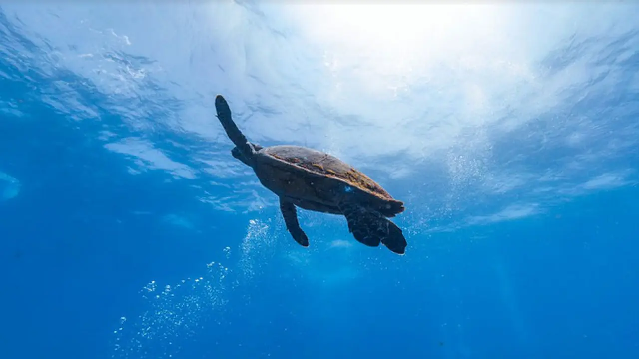 Asyik, Google Street View Hadirkan Fitur Eksplorasi Bawah Laut