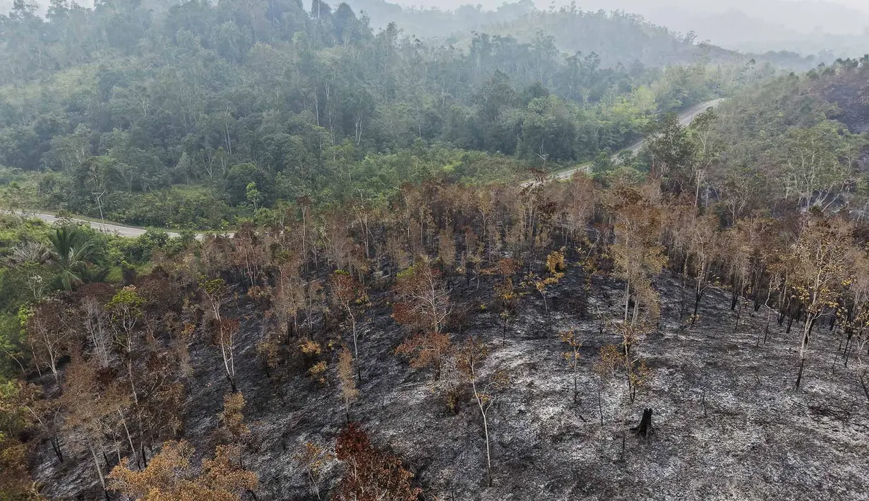 Foto udara ini memperlihatkan lahan yang terdampak kebakaran hutan di Kapuas Hulu, Kalimantan Barat, Jumat, 4 September 2026. (AFP/ Bay Ismoyo)