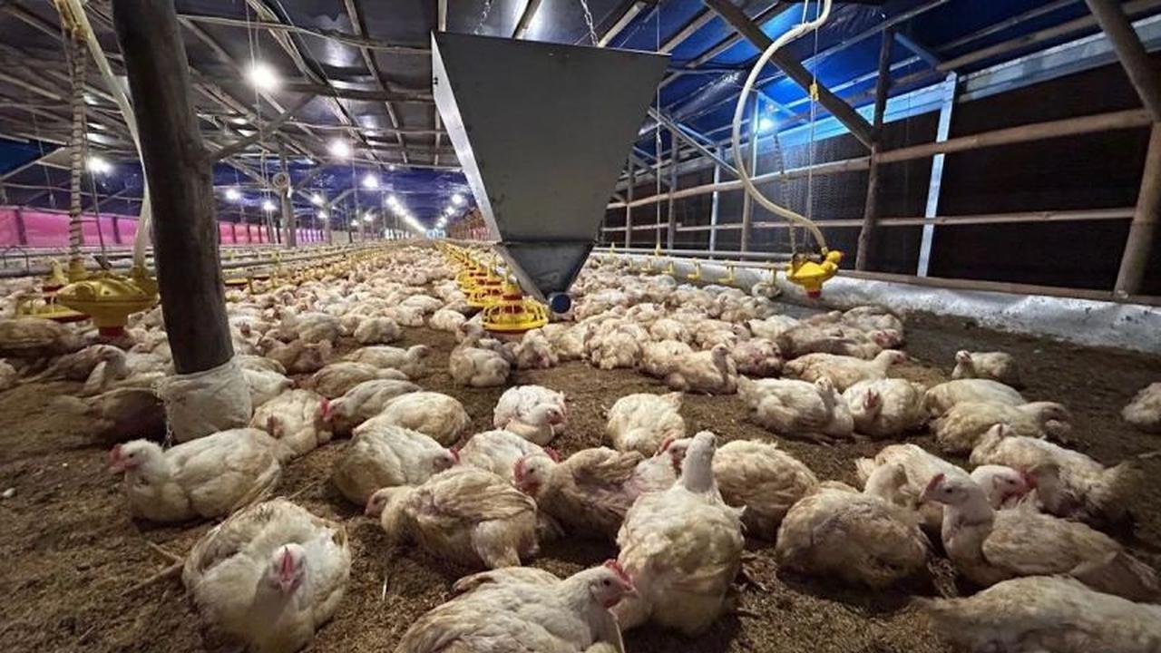 Kementan Perkuat Stabilitas Harga Ayam Hidup di Tengah Penurunan Permintaan Pasar