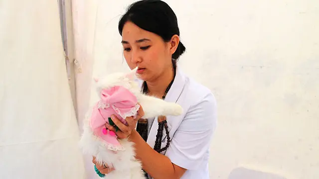 Waspadai Penyakit yang Mengintai Kucing Kesayangan Anda