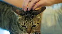 Mau Karir dan Cinta Lancar? Pelihara Kucing!